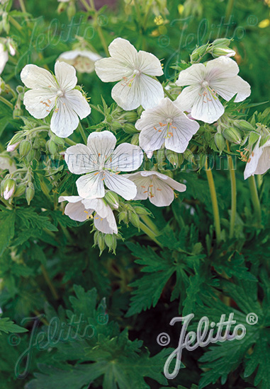 GERANIUM pratense f. albiflorum   Portion(en)