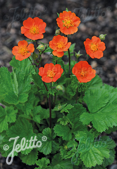 GEUM coccineum  'Koi' Portion(en)