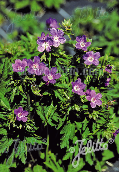 GERANIUM sylvaticum   Korn