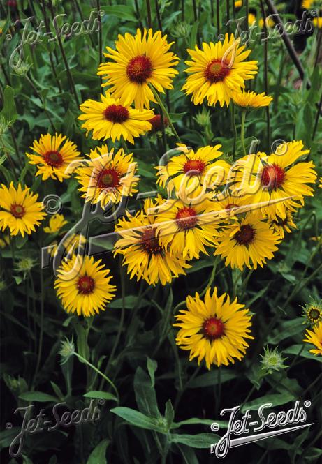 GAILLARDIA aristata  'Amber Wheels' Portion(s)