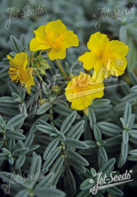 HELIANTHEMUM croceum   Portion(s)