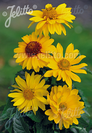 HELIOPSIS helianthoides var. scabra  'Neue Hybriden' Portion(en)