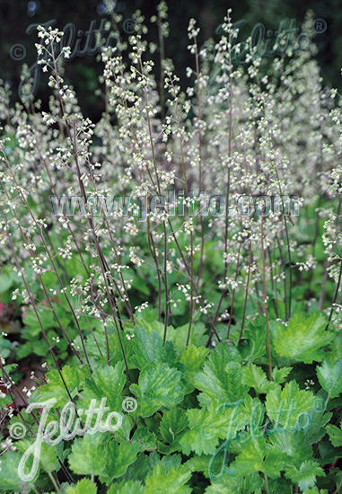 HEUCHERA maxima   Portion(s)