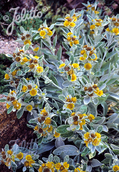 INULA candida ssp. verbascifolia   Portion(en)