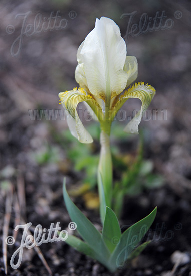 IRIS lutescens   Portion(s)