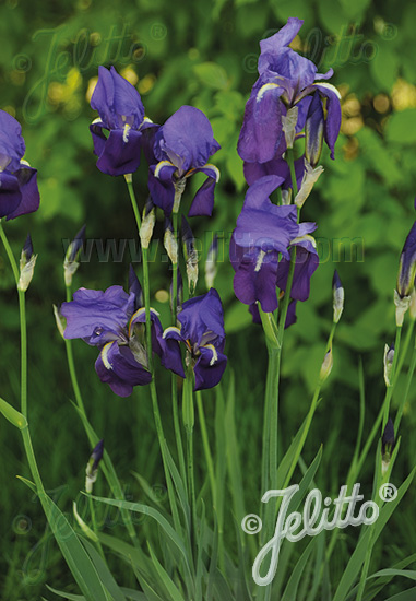 IRIS pallida ssp. pallida   Portion(en)