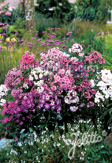 PHLOX x arendsii 'Newest Hybrids' 