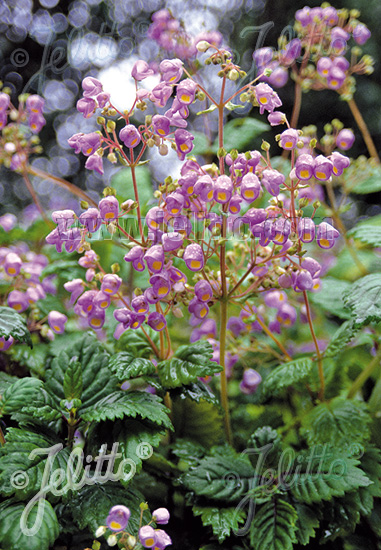 JOVELLANA punctata   Portion(en)