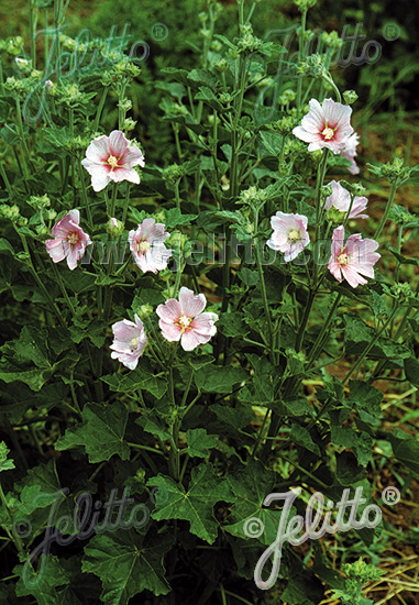 LAVATERA thuringiaca   Portion(s)