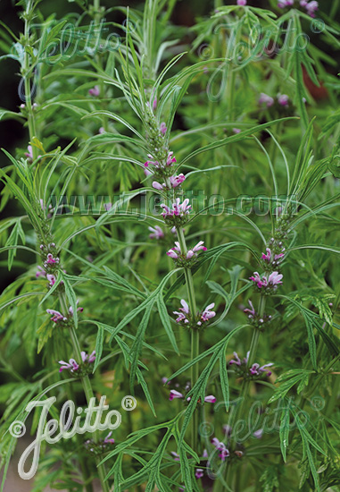 LEONURUS japonicus  'Weila®nurus' Portion(en)