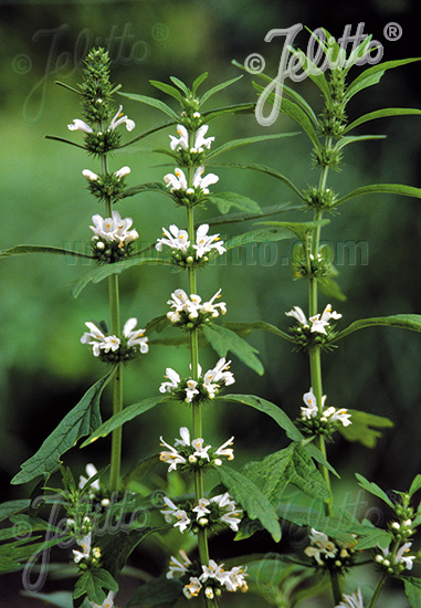 LEONURUS japonicus  'Alba' Portion(en)