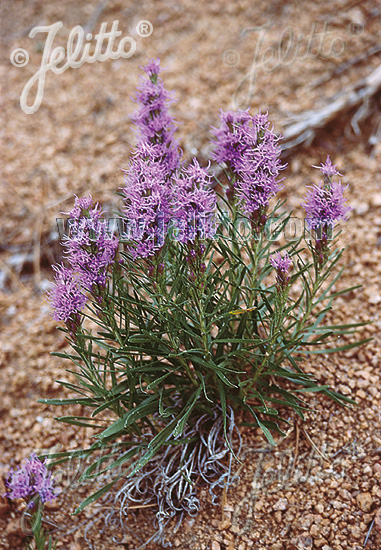 LIATRIS punctata   Portion(s)