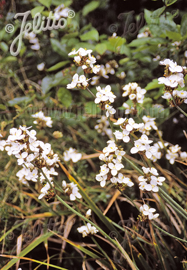 LIBERTIA formosa   Portion(s)