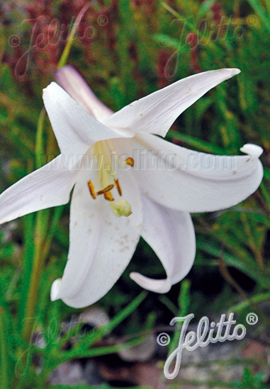 LILIUM formosanum   Portion(en)