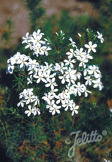 LINANTHUS nuttallii   Portion(s)