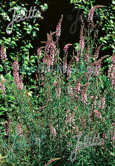 LINARIA purpurea  'Canon Went' Portion(en)