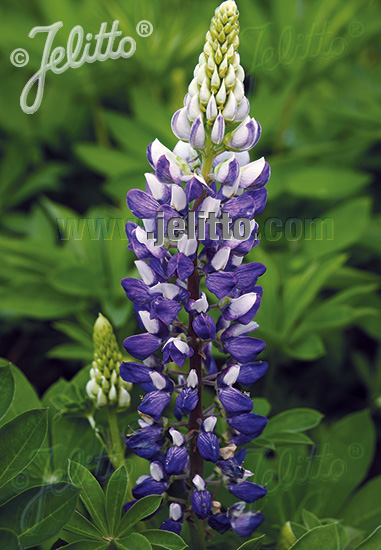 LUPINUS Perennis-Hybr. Nanus Russell Mini-Gallery-Serie 'Mini-Gallery(R) Blau-Weiß' Portion(en)