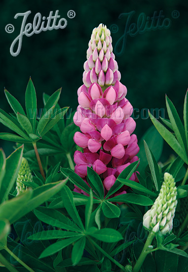 LUPINUS Perennis-Hybr. Nanus Russell Mini-Gallery-Serie 'Mini-Gallery(R) Rosa' Portion(en)