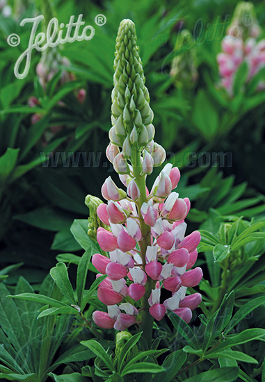 LUPINUS Perennis-Hybr. Nanus Russell Mini-Gallery-Serie 'Mini-Gallery(R) Rosa-Weiß' Portion(en)