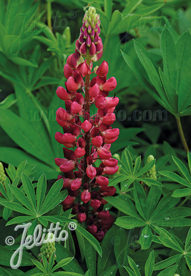 LUPINUS Perennis-Hybr. Nanus Russell Mini-Gallery-Series 'Mini-Gallery(R) Red' Portion(s)