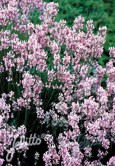 LAVANDULA angustifolia  'Rosea' Seeds