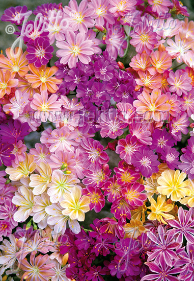 LEWISIA Cotyledon-Hybr.  'Regenbogen' Gram