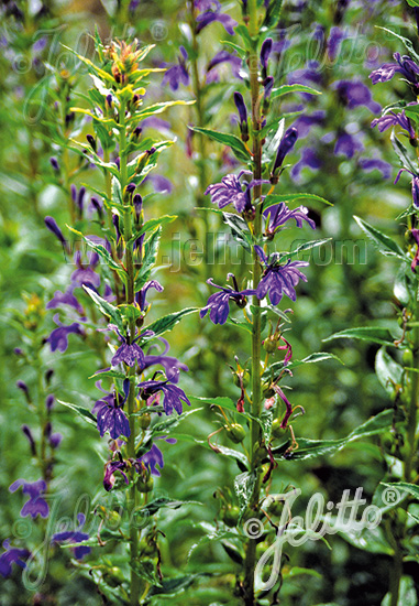 LOBELIA sessilifolia   Korn