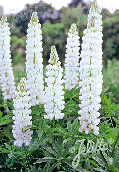 LUPINUS Perennis-Hybr. Russell Band of Nobles Series 'Fräulein' Portion(s)