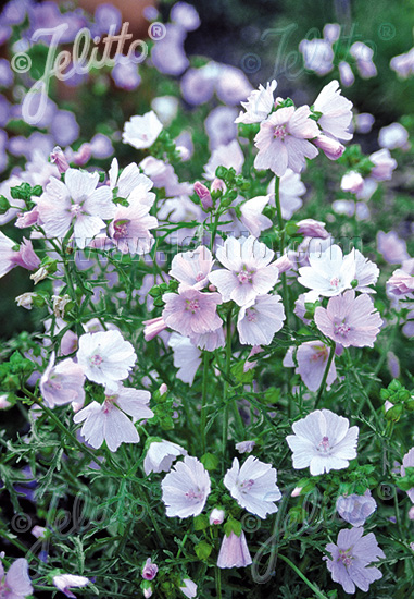 MALVA moschata  'Appleblossum' Portion(s)