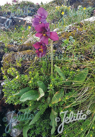 MECONOPSIS balangensis   Portion(en)