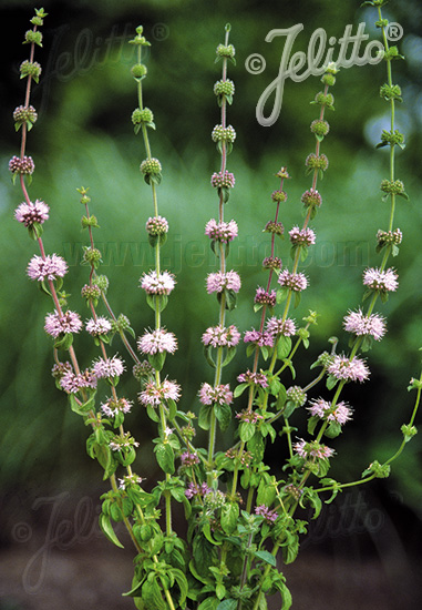 MENTHA pulegium   Portion(en)