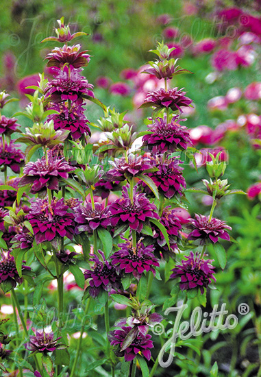 MONARDA Citriodora-Hybr.  'Bergamo' Portion(en)