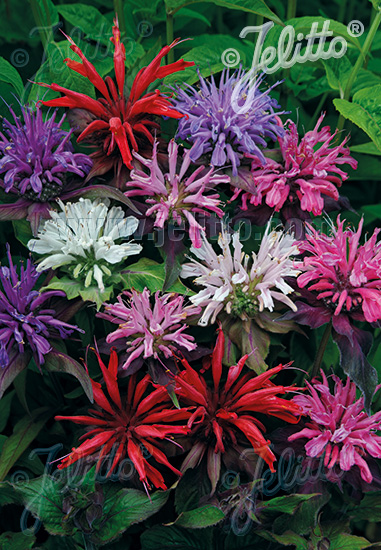 MONARDA didyma  'Panorama Mixture' Portion(s)