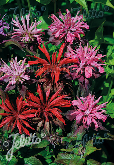 MONARDA didyma  'Rote Töne' Portion(en)