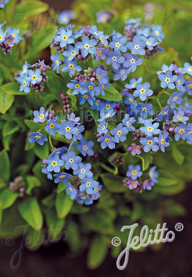 MYOSOTIS sylvatica compacta Victoria-Serie 'Victoria Indigoblau' Portion(en)