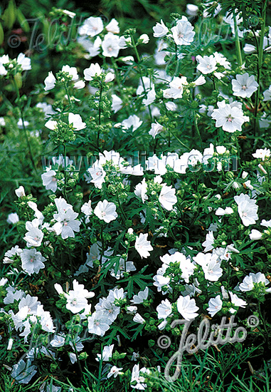 MALVA moschata f. alba   Portion(en)