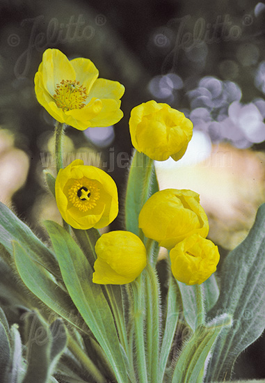 MECONOPSIS integrifolia   Korn