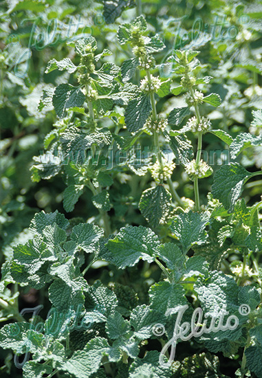 MARRUBIUM vulgare   Portion(en)