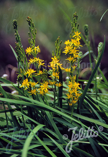 NARTHECIUM ossifragum   Seeds