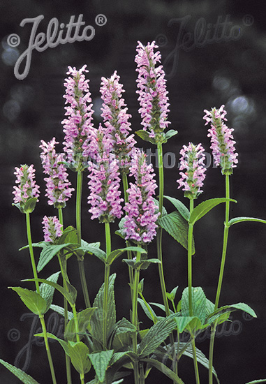 NEPETA nervosa  'Pink Cat' Portion(s)