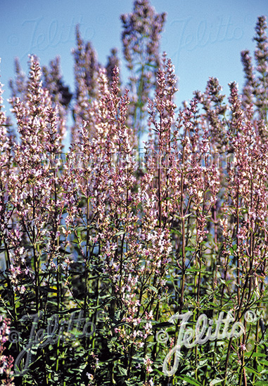 NEPETA nuda   Portion(en)