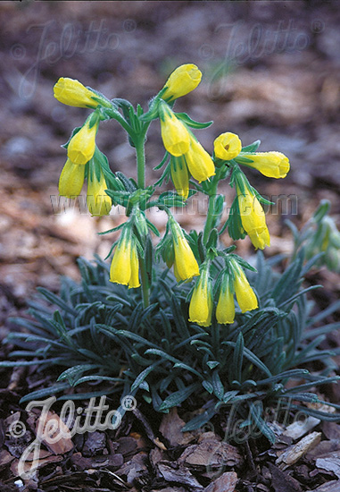 ONOSMA rigida   Portion(en)