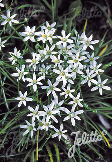 ORNITHOGALUM umbellatum   Gram