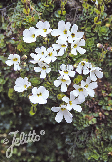 OURISIA glandulosa   Portion(en)