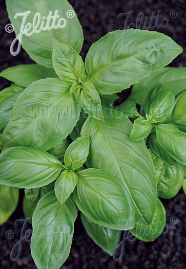 OCIMUM basilicum F1-Genoveser-Hybr.  'Adi' Portion(s)