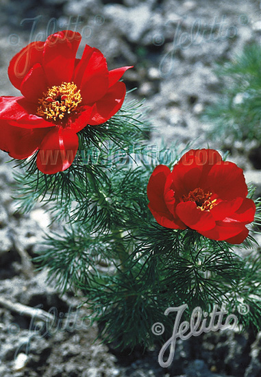 PAEONIA tenuifolia   Portion(en)