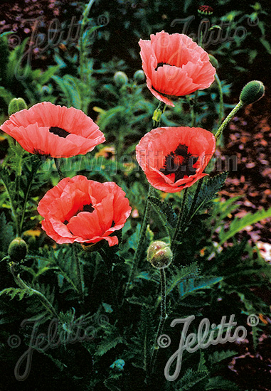 PAPAVER Orientale-Hybr.  'Prinzessin Victoria Louise' Portion(s)