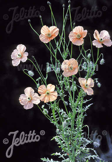 PAPAVER triniifolium   Gram