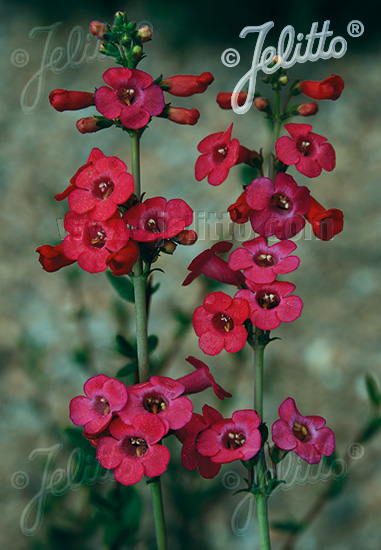 PENSTEMON superbus   Portion(s)