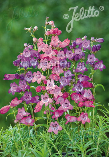 PENSTEMON x mexicale  'Sunburst Colours' Portion(s)